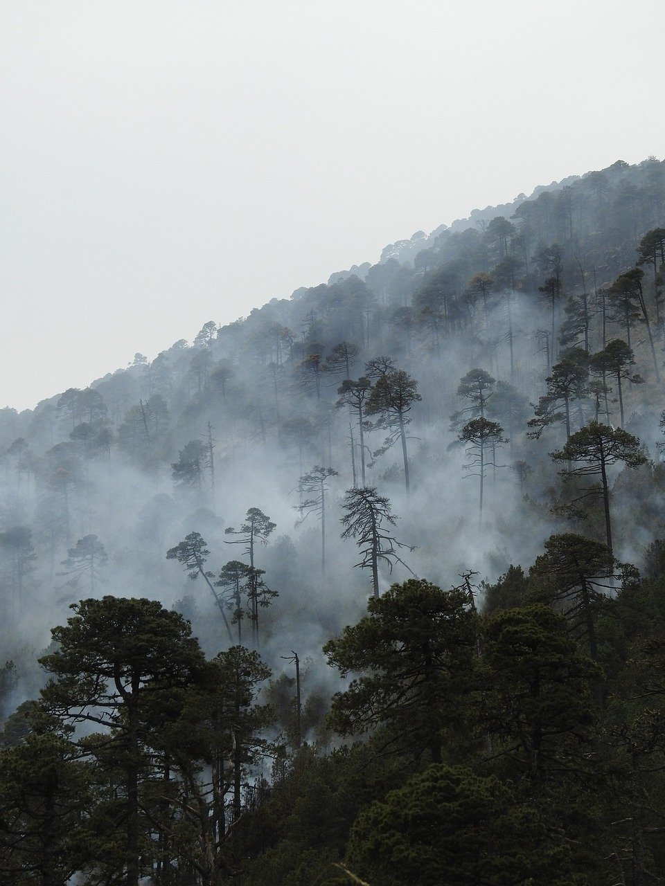Home fire, forest fire, nature, tree, forest, smoke, hot, burning, calls, forestry, conservation, trees, destruction, climate change
