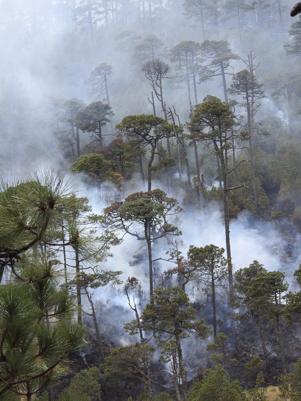 Home fire, forest fire, tree, forest, smoke, hot, burning, calls, forestry, conservation, trees, nature, destruction, climate change